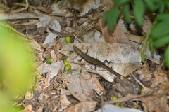 Caledoniscincus austrocaledonicus