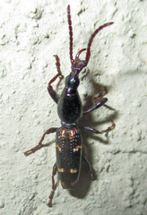 Orfilaia vulsellata