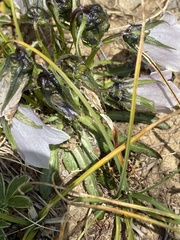 Campanula alpina