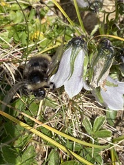 Campanula alpina