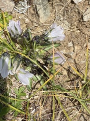 Campanula alpina