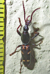 Orfilaia vulsellata