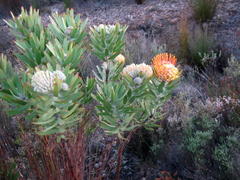 Leucospermum erubescens