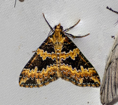 Electrophaes fulgidaria