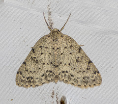 Naxidia punctata