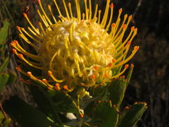 Leucospermum erubescens