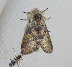 Disparia