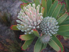 Leucospermum erubescens