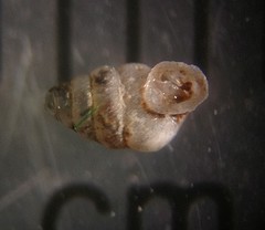 Gastrocopta contracta