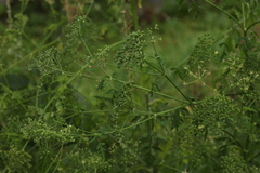 Conium maculatum