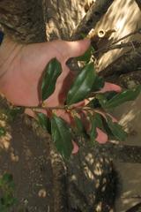 Euclea natalensis natalensis