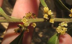 Euclea natalensis natalensis