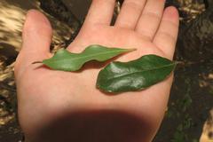 Euclea natalensis natalensis