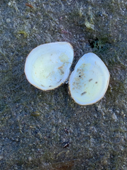 Macoma inquinata