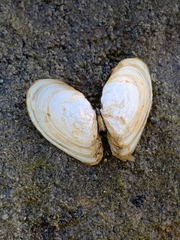 Macoma inquinata