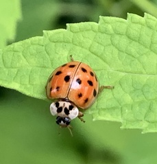 Harmonia axyridis