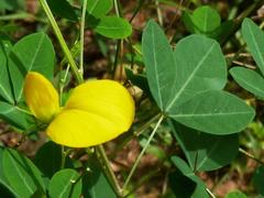 Crotalaria natalitia