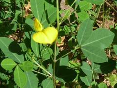 Crotalaria natalitia