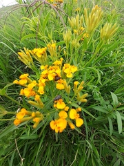 Tagetes lucida