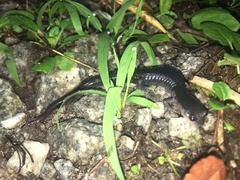 Plethodon metcalfi