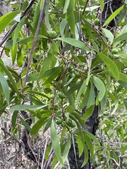 Persoonia levis