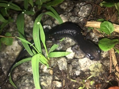 Plethodon metcalfi