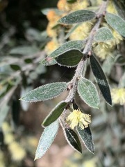 Acacia howittii