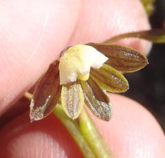 Eulophia cochlearis