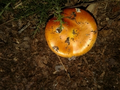 Amanita erythrocephala