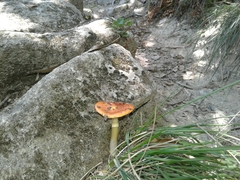 Amanita erythrocephala
