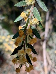 Acacia howittii