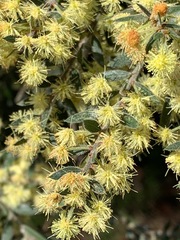 Acacia howittii