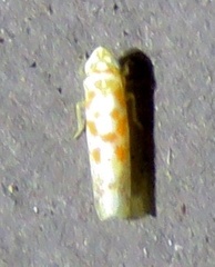 Dikrella maculata