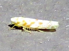 Dikrella maculata