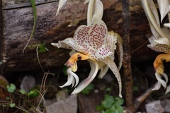 Stanhopea oculata