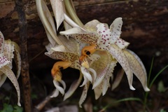 Stanhopea oculata