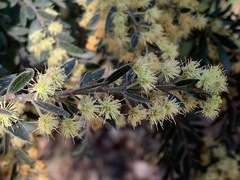 Acacia howittii