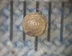 Strobilops
