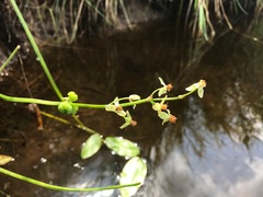 Sagittaria cuneata