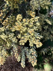 Acacia howittii