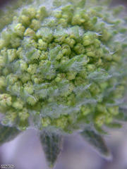 Hermas lanata