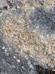 Protoblastenia rupestris