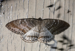 Cyclidia rectificata