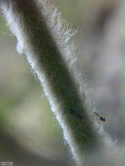 Hermas lanata