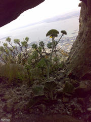 Hermas lanata