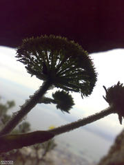 Hermas lanata