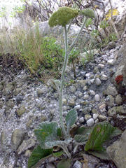 Hermas lanata