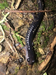 Plethodon metcalfi