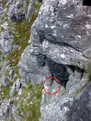 Hermas lanata