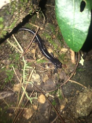 Plethodon metcalfi